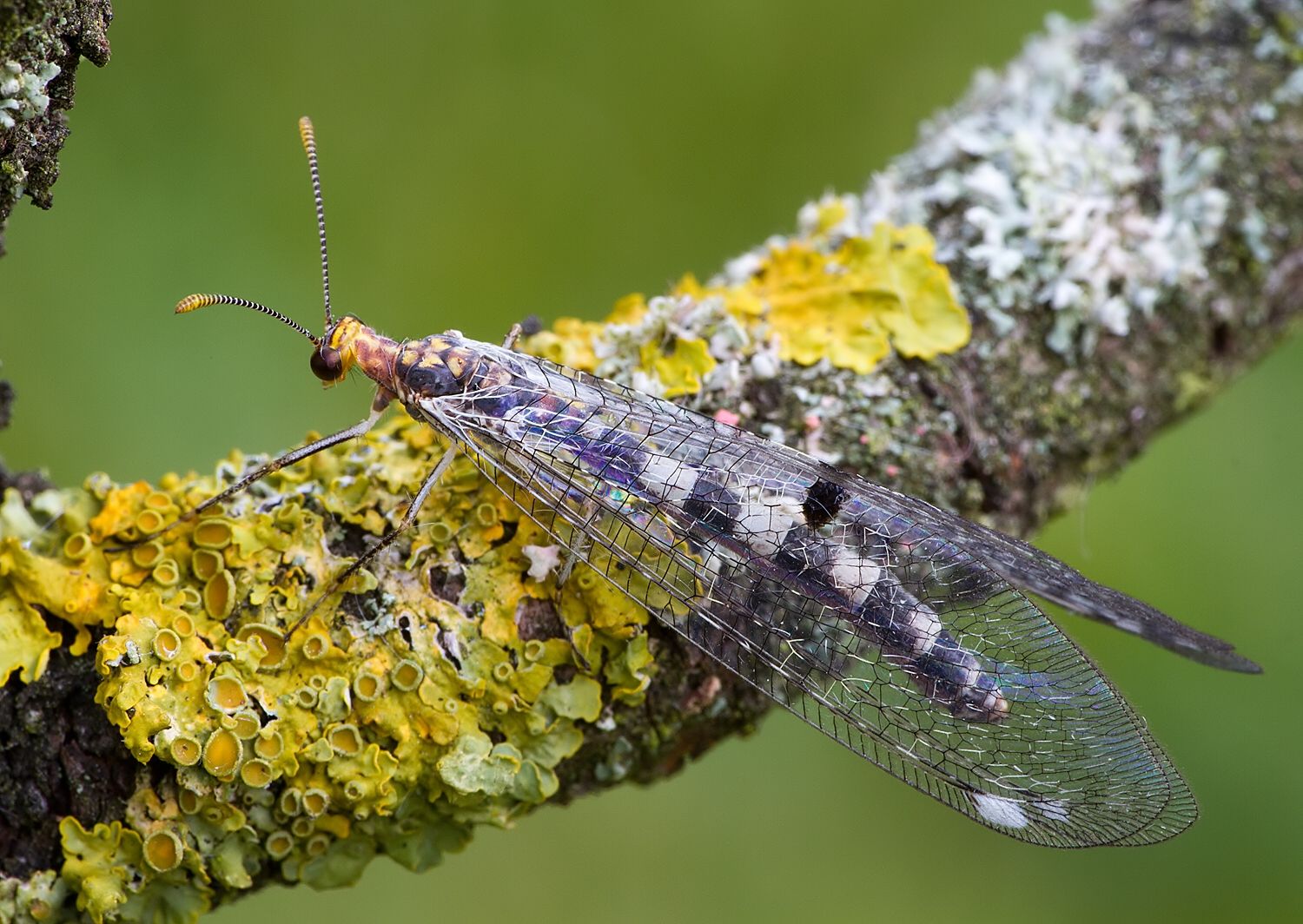 Megistopus flavicornis