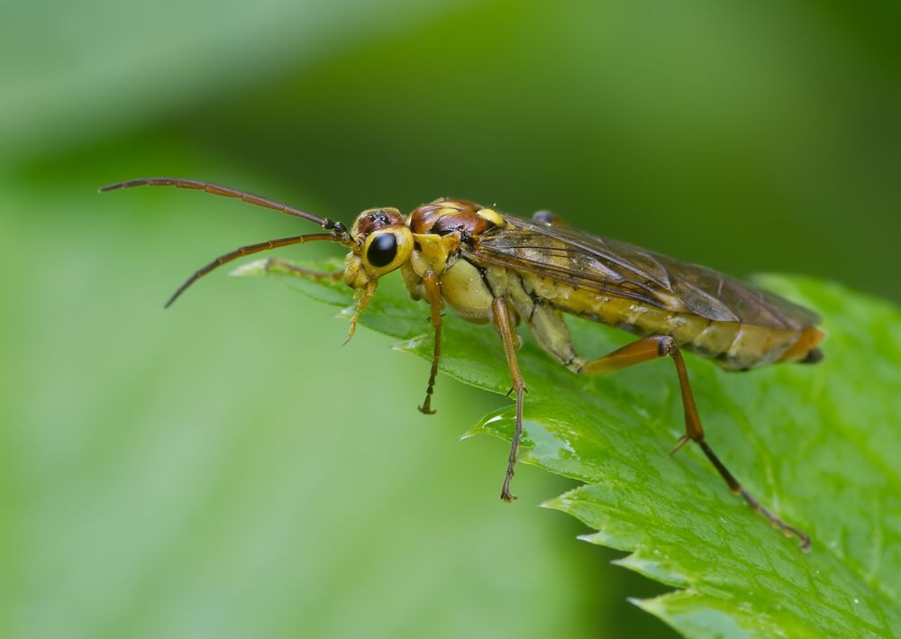 Tenthredopsis nassata