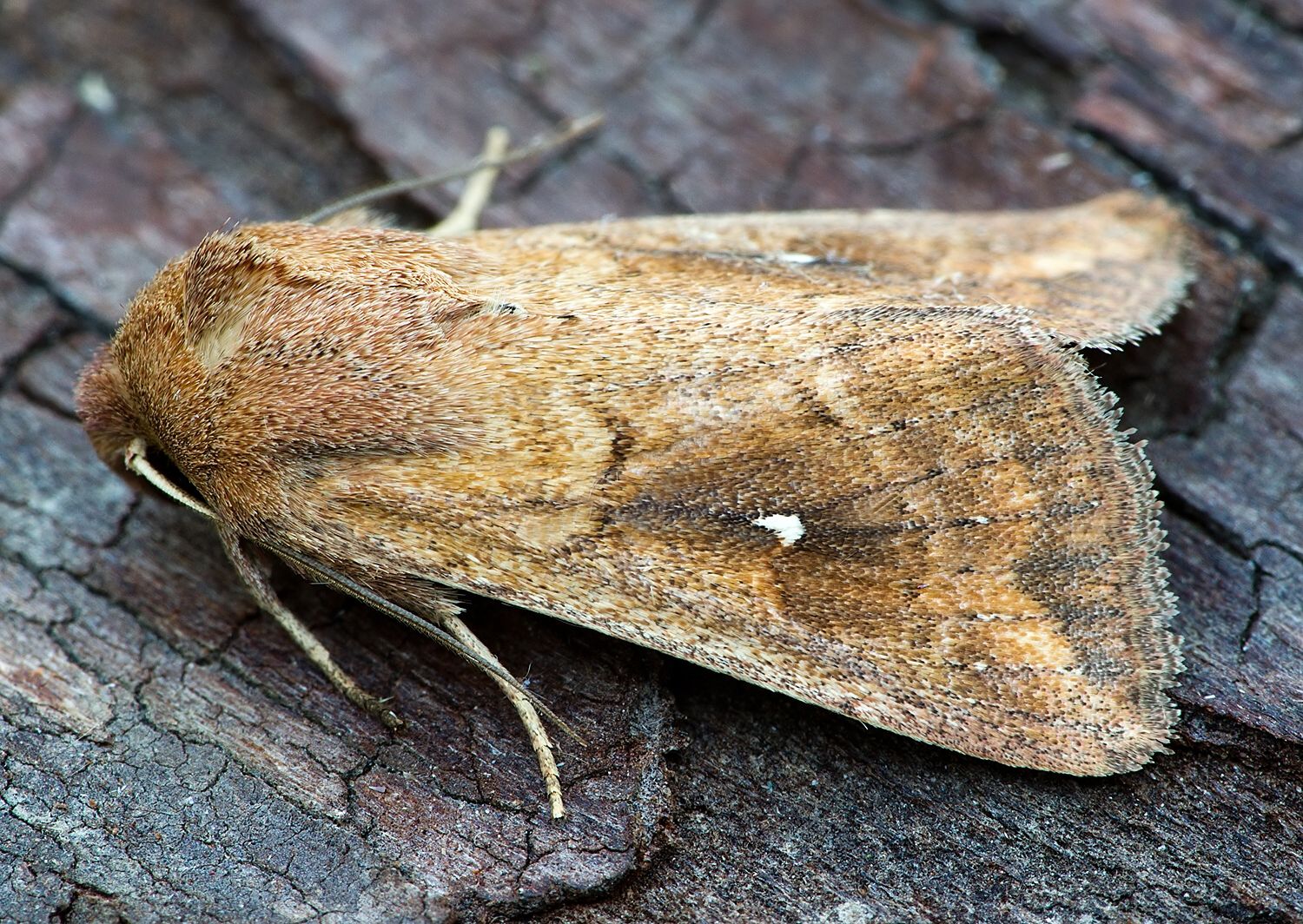 Mythimna albipuncta