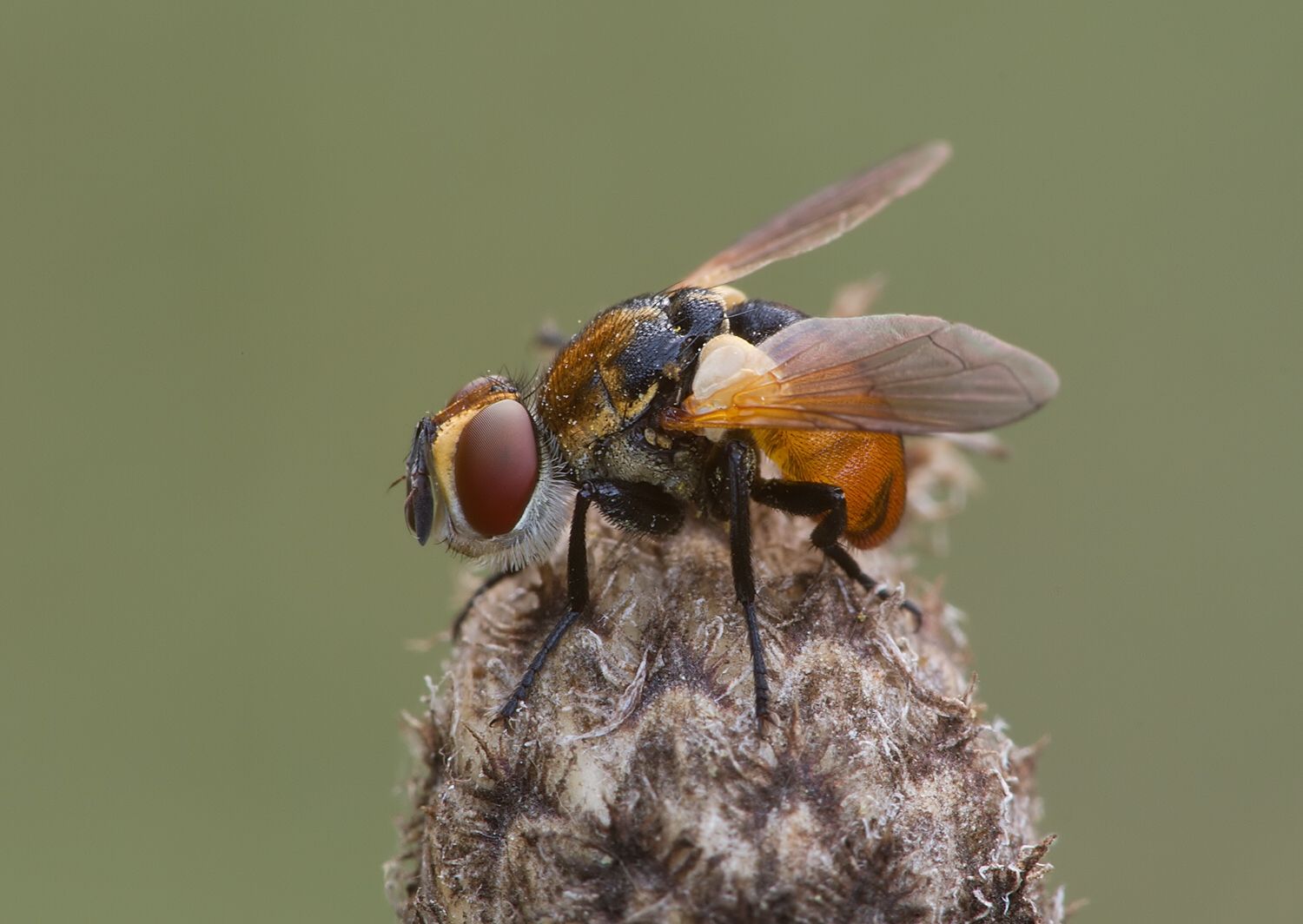 Gymnosoma dolycoridis
