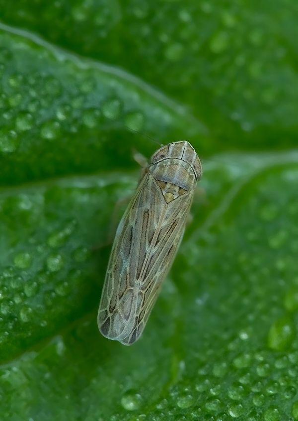 Psammotettix alienus