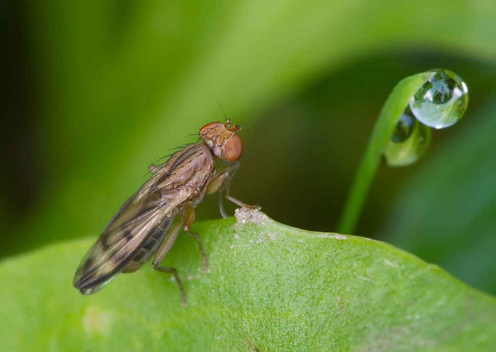 Opomyza petrei