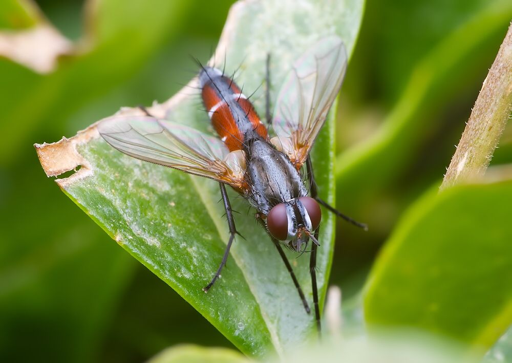 Mintho rufiventris