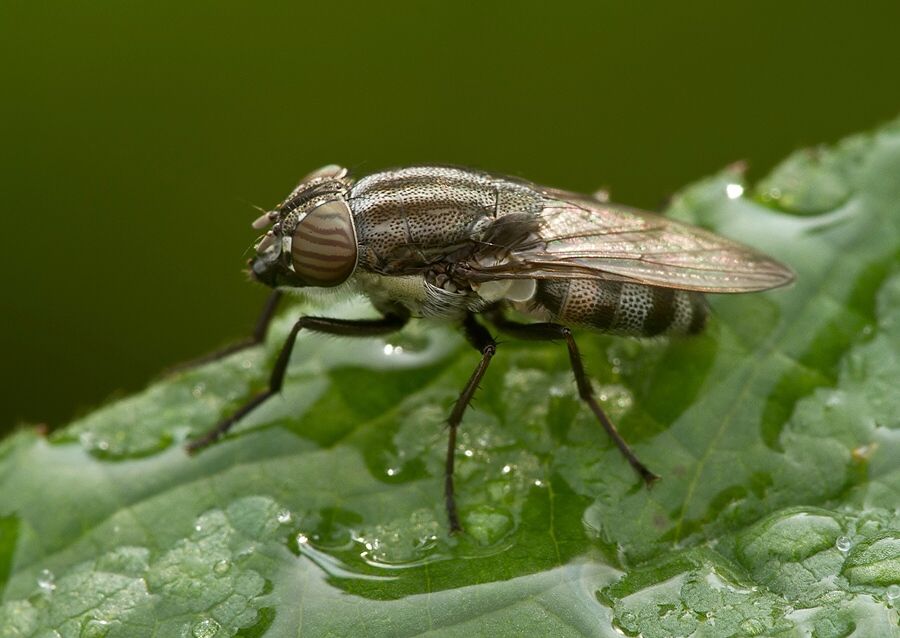 Stomorhina lunata