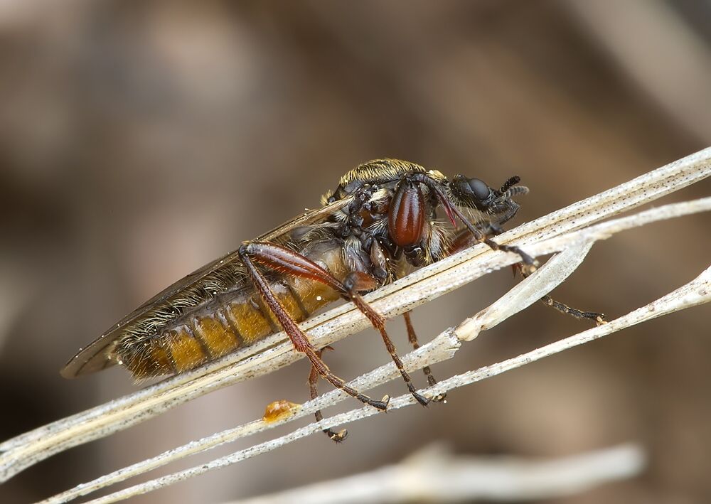 Bibio varipes