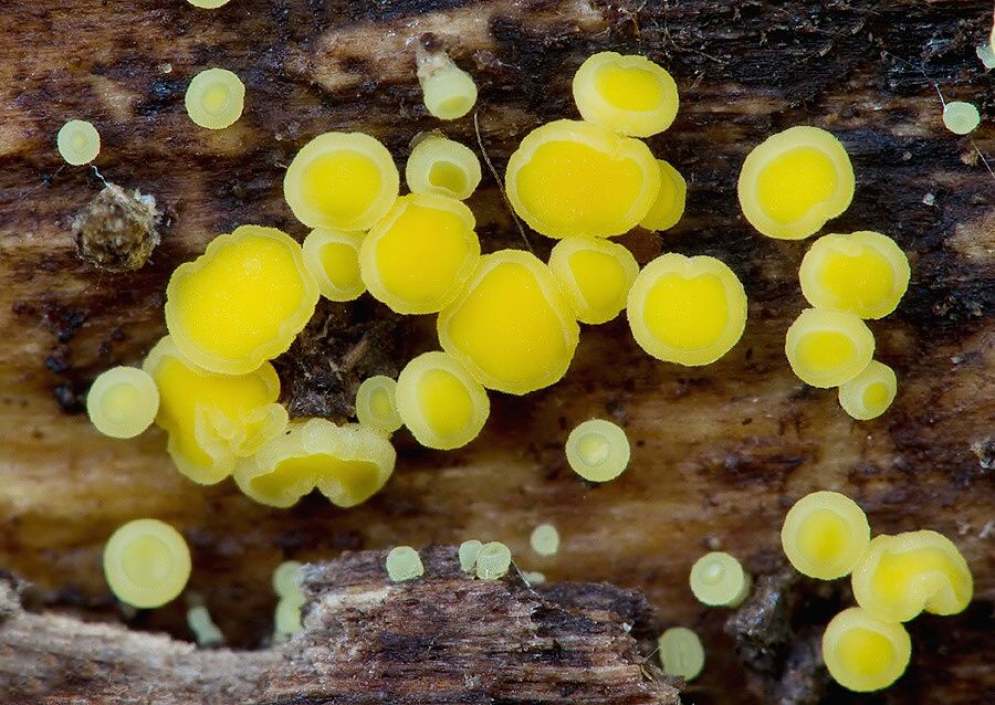 Guepiniopsis buccina (trasľavka pohárikovitá)