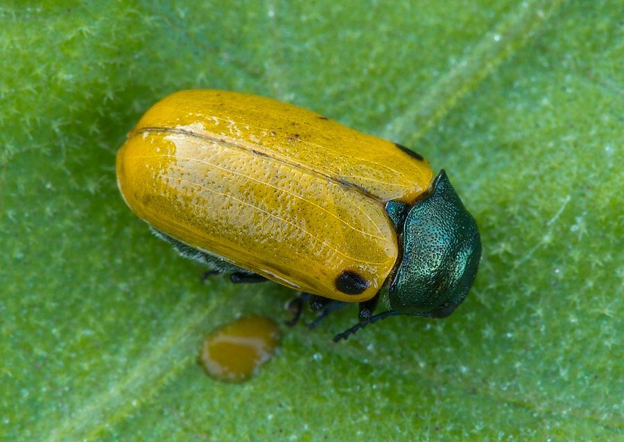 Labidostomis humeralis