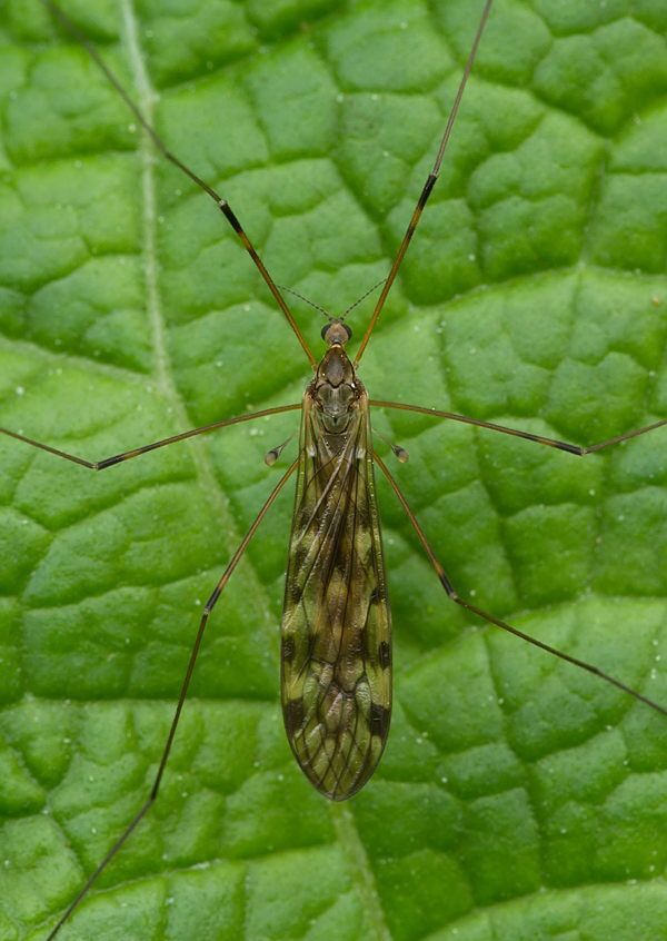 Ilisia maculata
