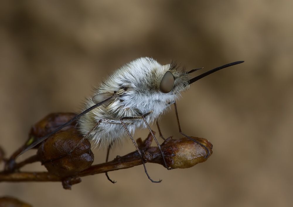 Bombylius canescens