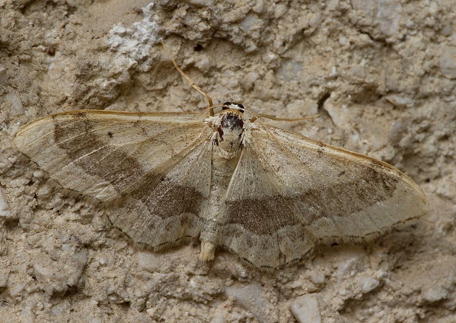 Idaea aversata