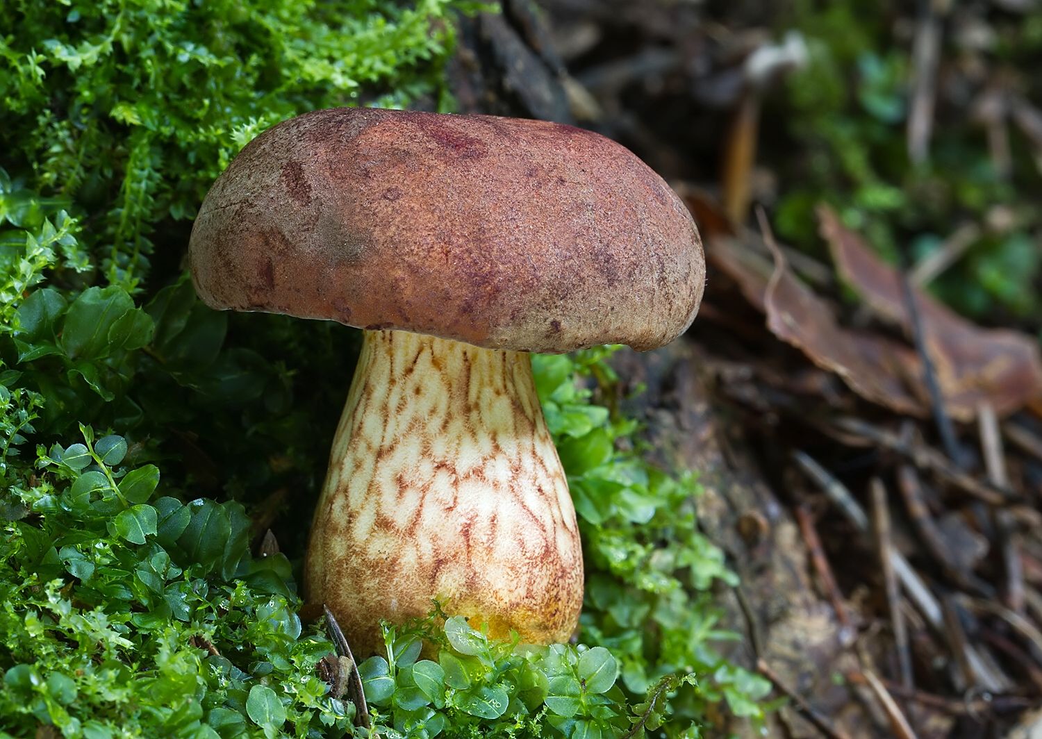 Xerocomus silwoodensis
