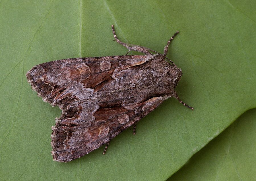 Lacanobia w-latinum