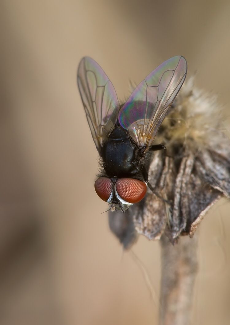 Phasia pusilla