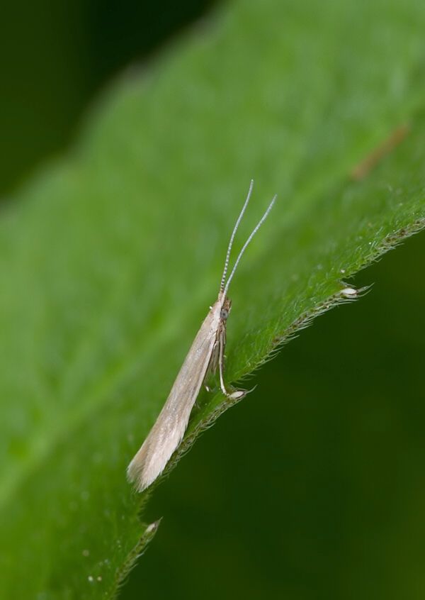 Coleophora alticolella cf.