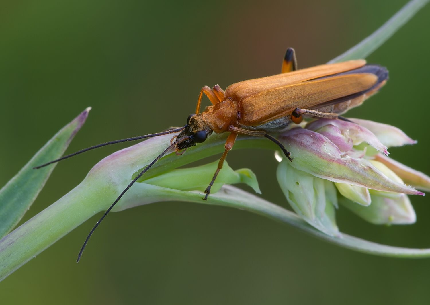 Oedemera podagrariae