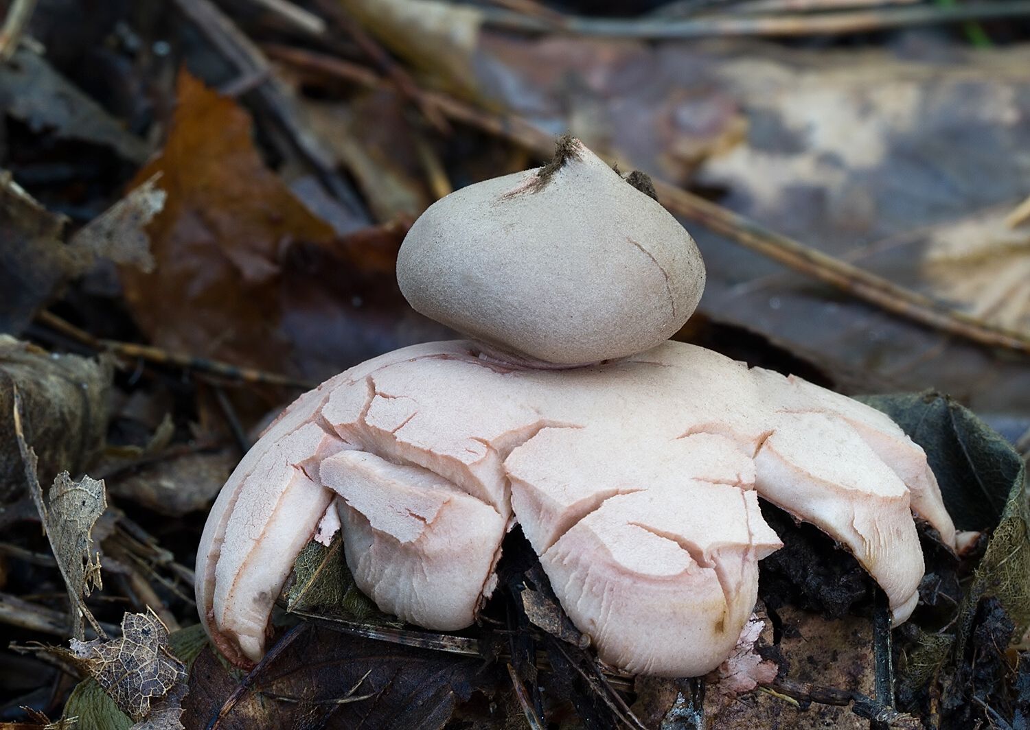 Geastrum rufescens