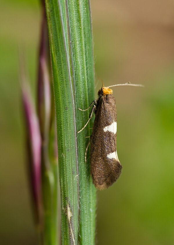 Incurvaria masculella