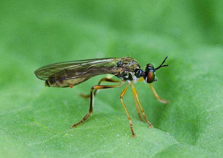 Dioctria linearis
