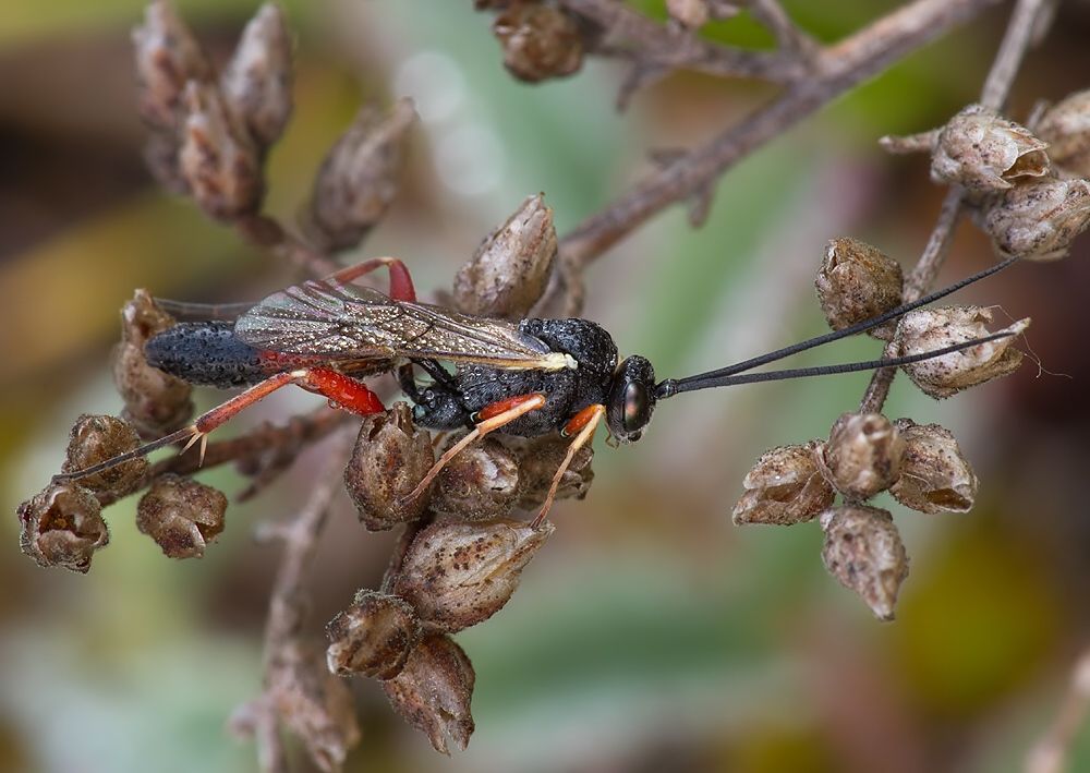 Casinaria nigripes cf.