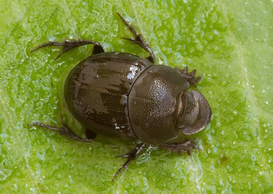 Onthophagus joannae