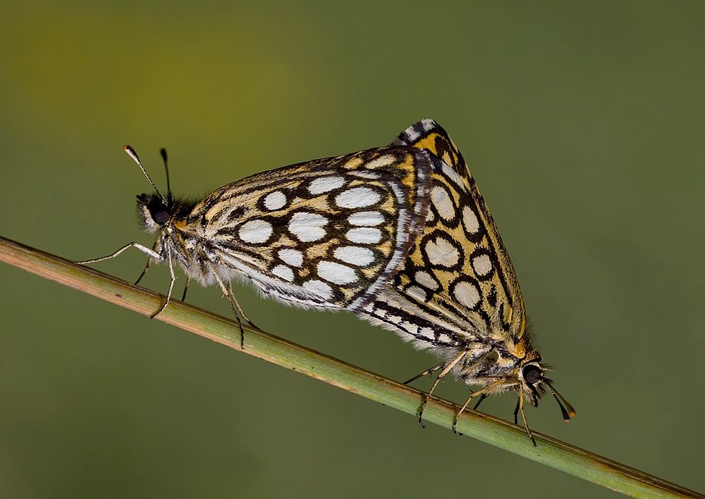 Heteropterus morpheus