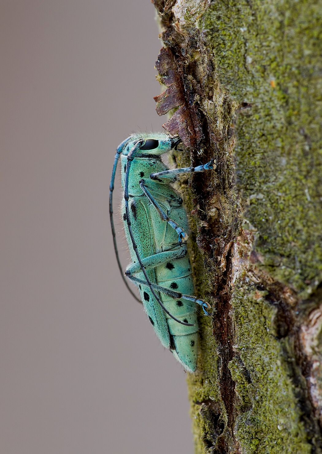 Saperda punctata