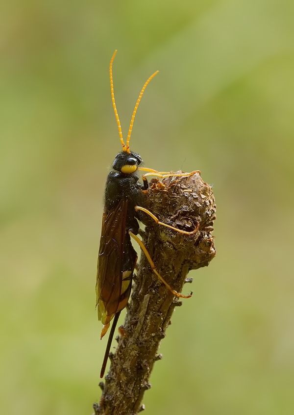 Urocerus gigas