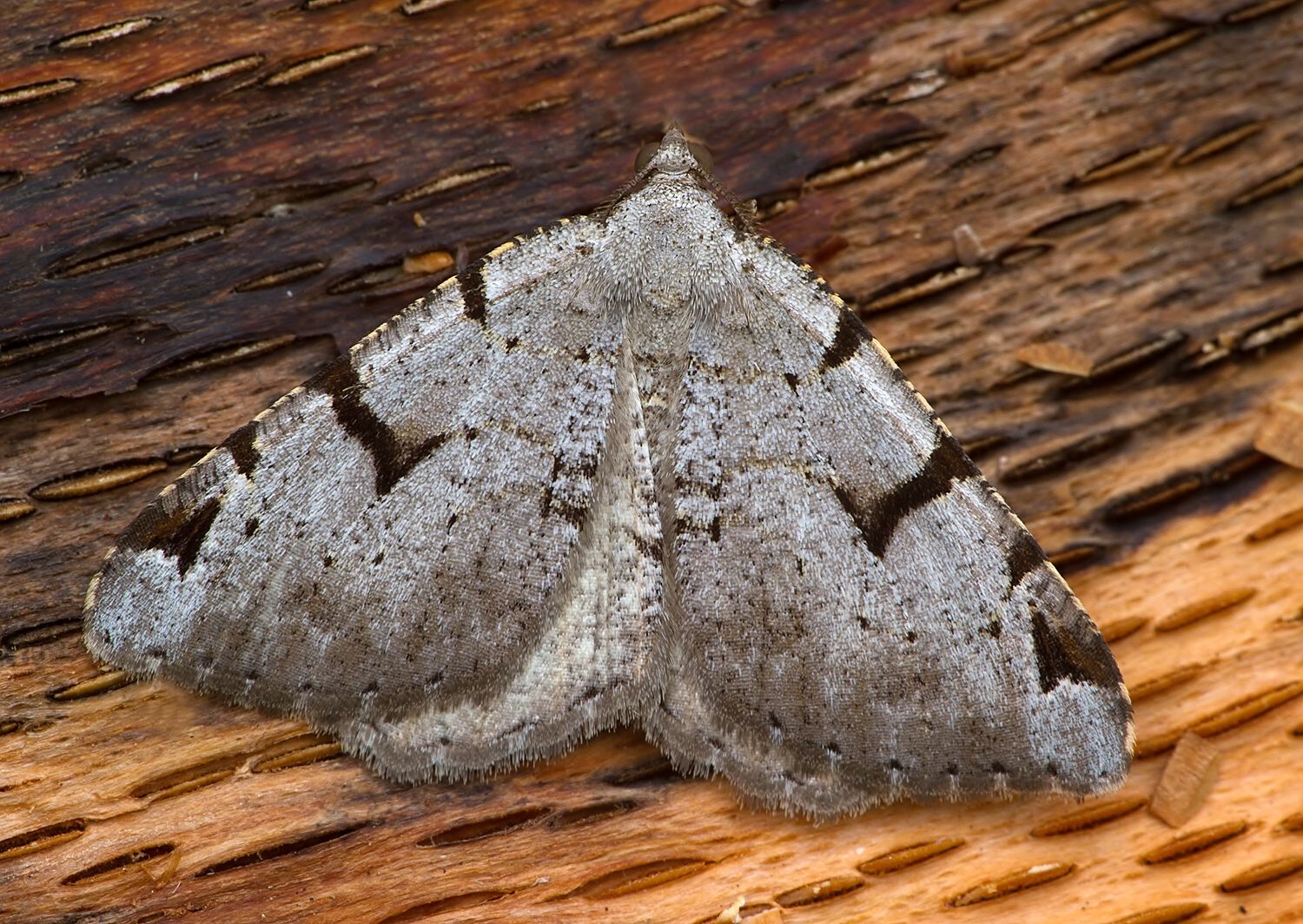 Macaria wauaria