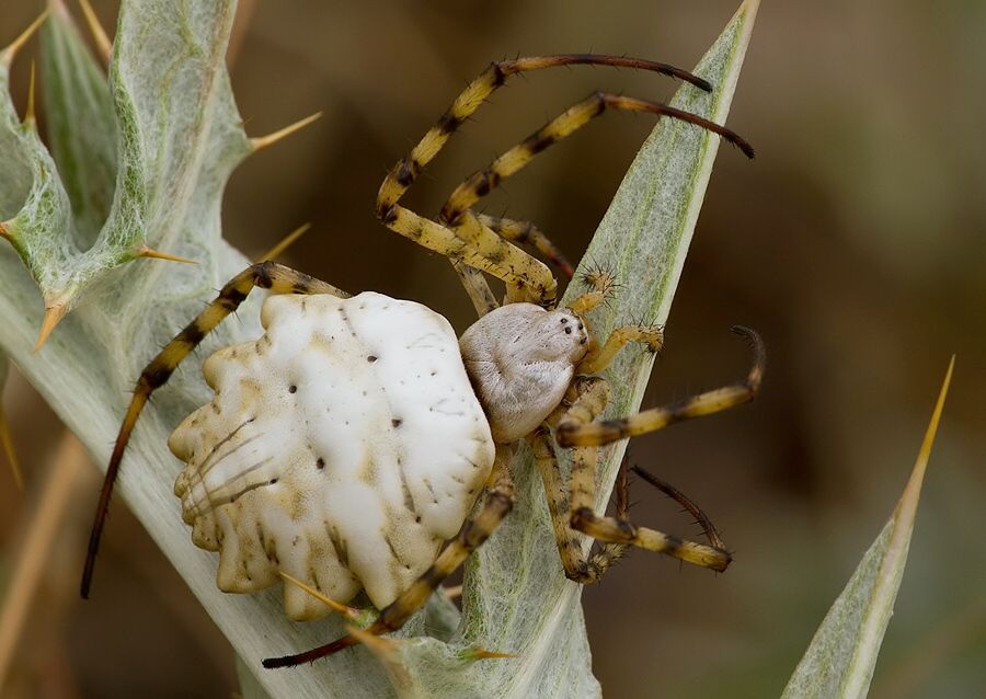 Argiope lobata