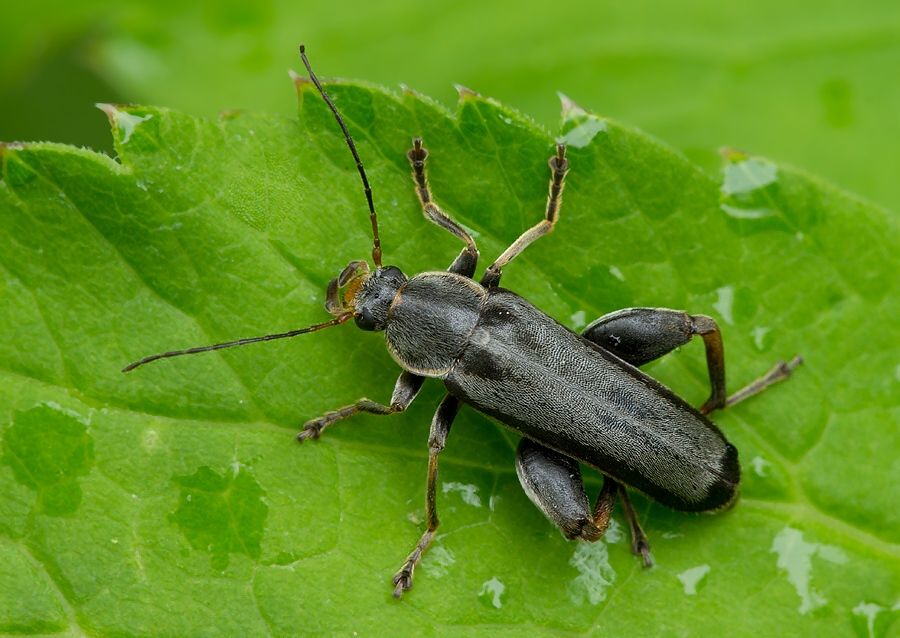 Osphya bipunctata