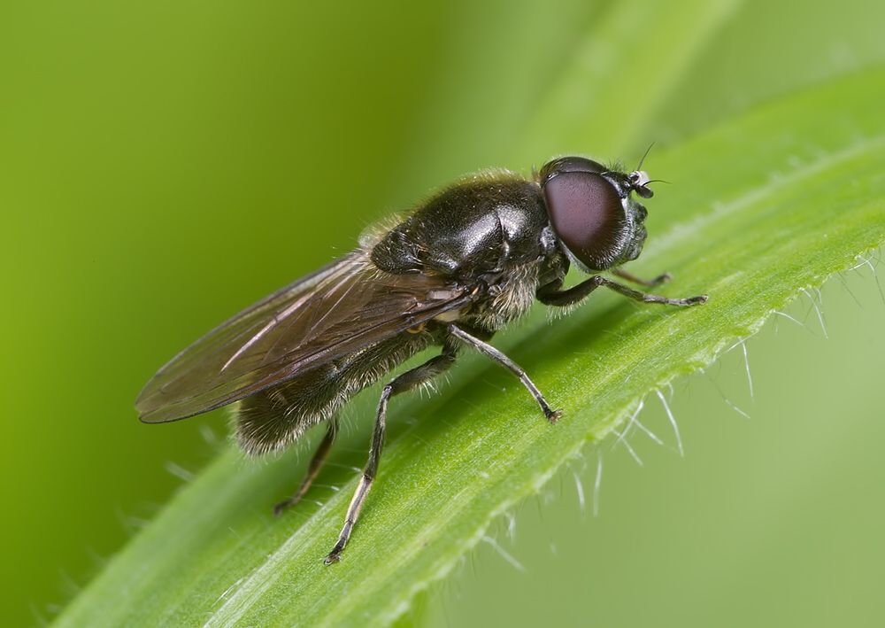 Cheilosia latifrons