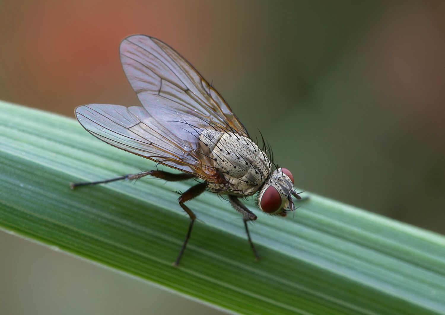 Phaonia angelicae