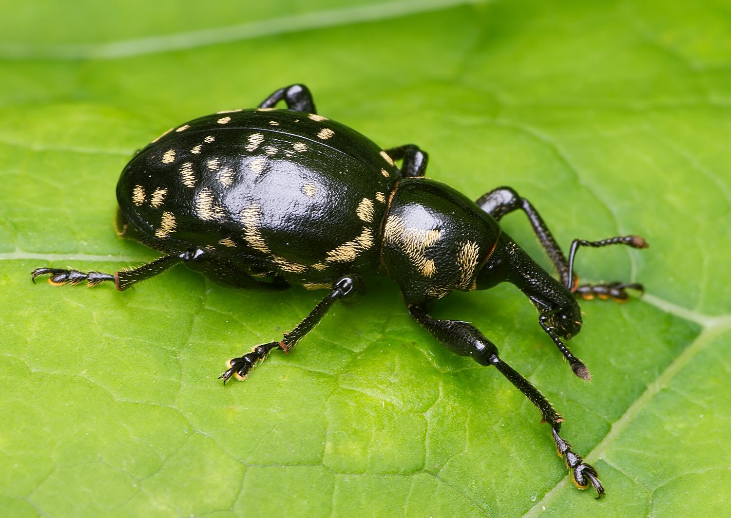 Liparus glabrirostris