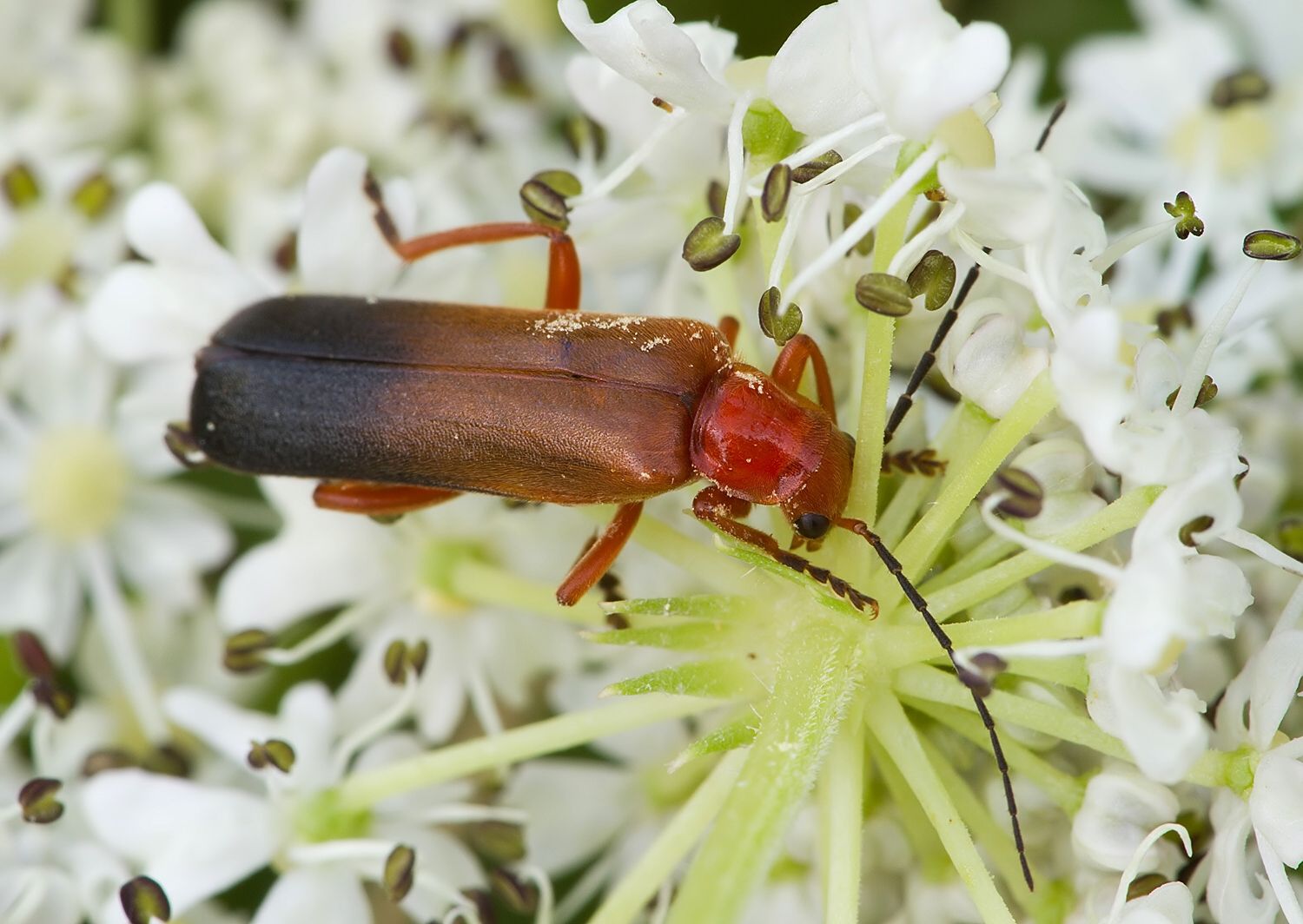 Rhagonycha fulva