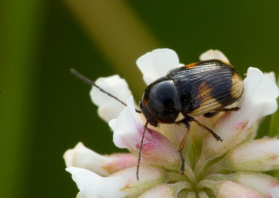 Cryptocephalus moraei
