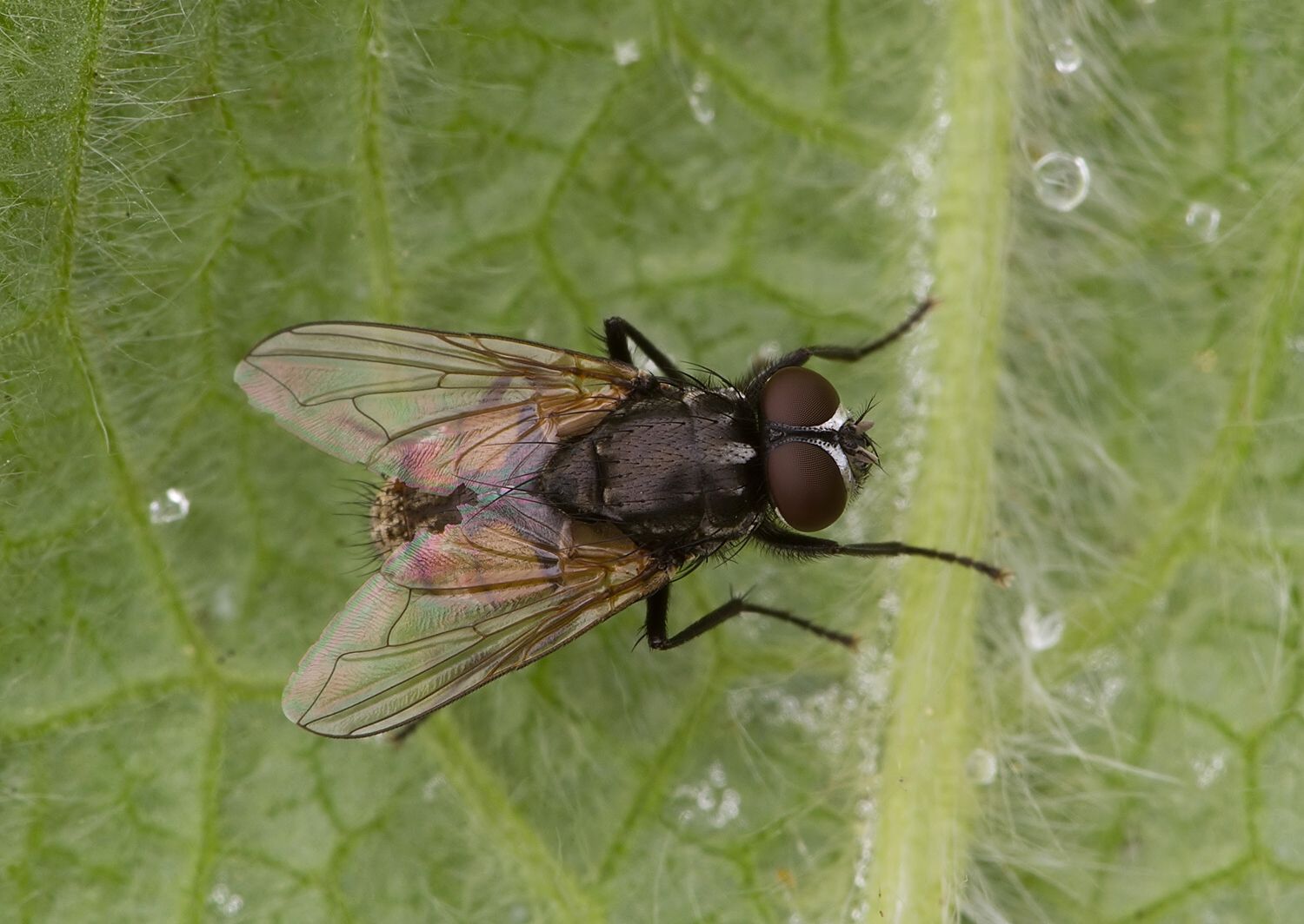 Musca autumnalis