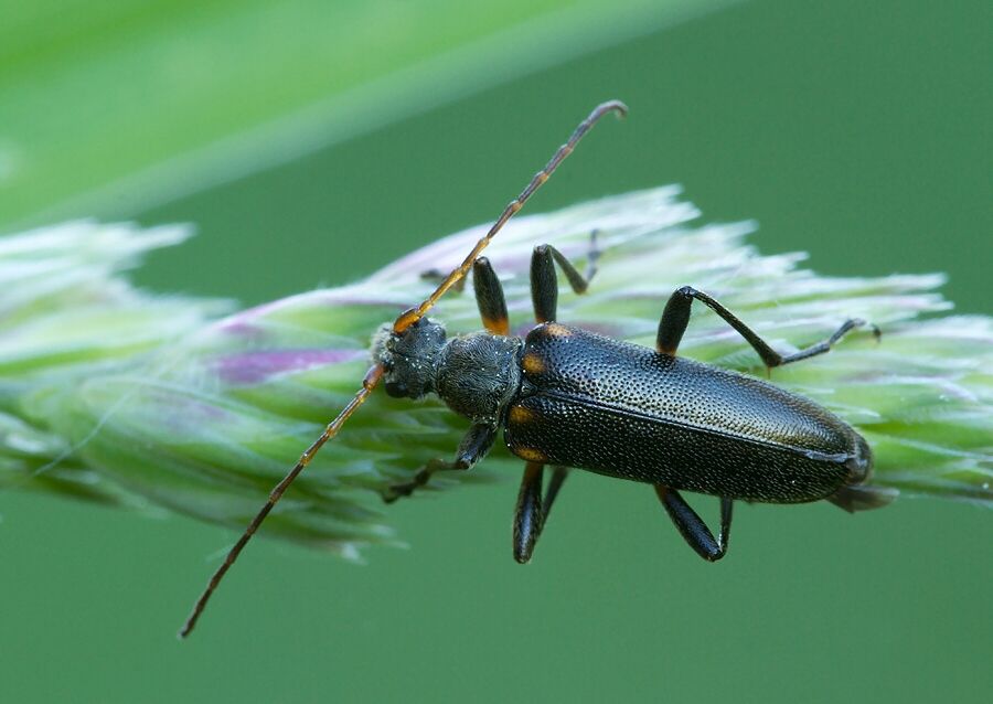 Cortodera humeralis