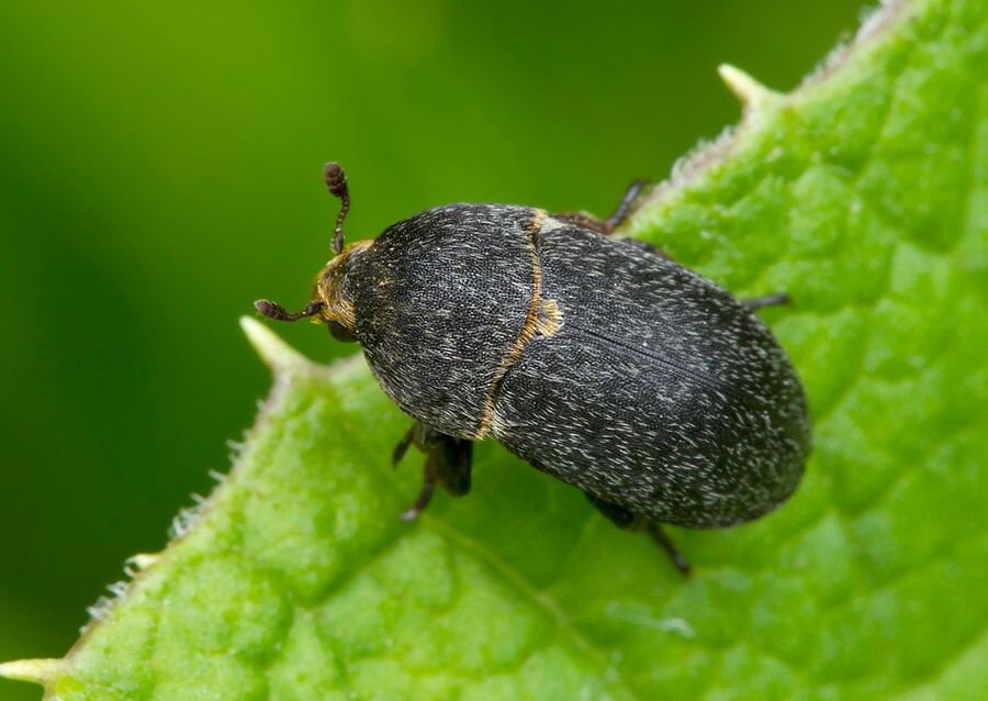 Dermestes laniarius