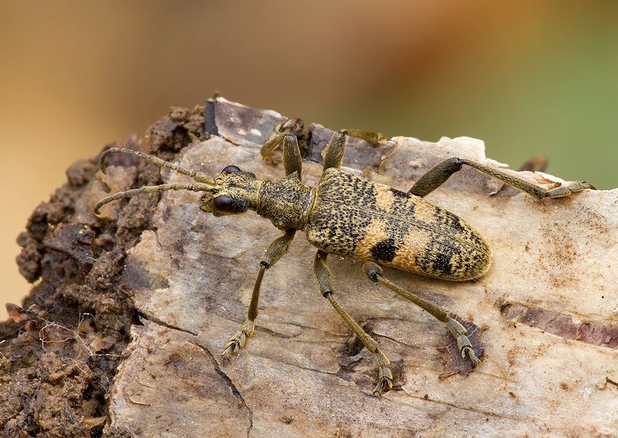 Rhagium mordax