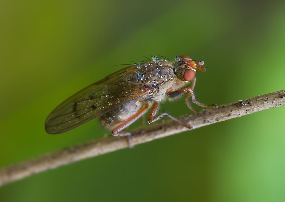 Scathophaga furcata