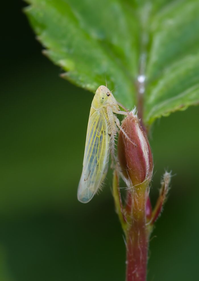 Elymana sulphurella