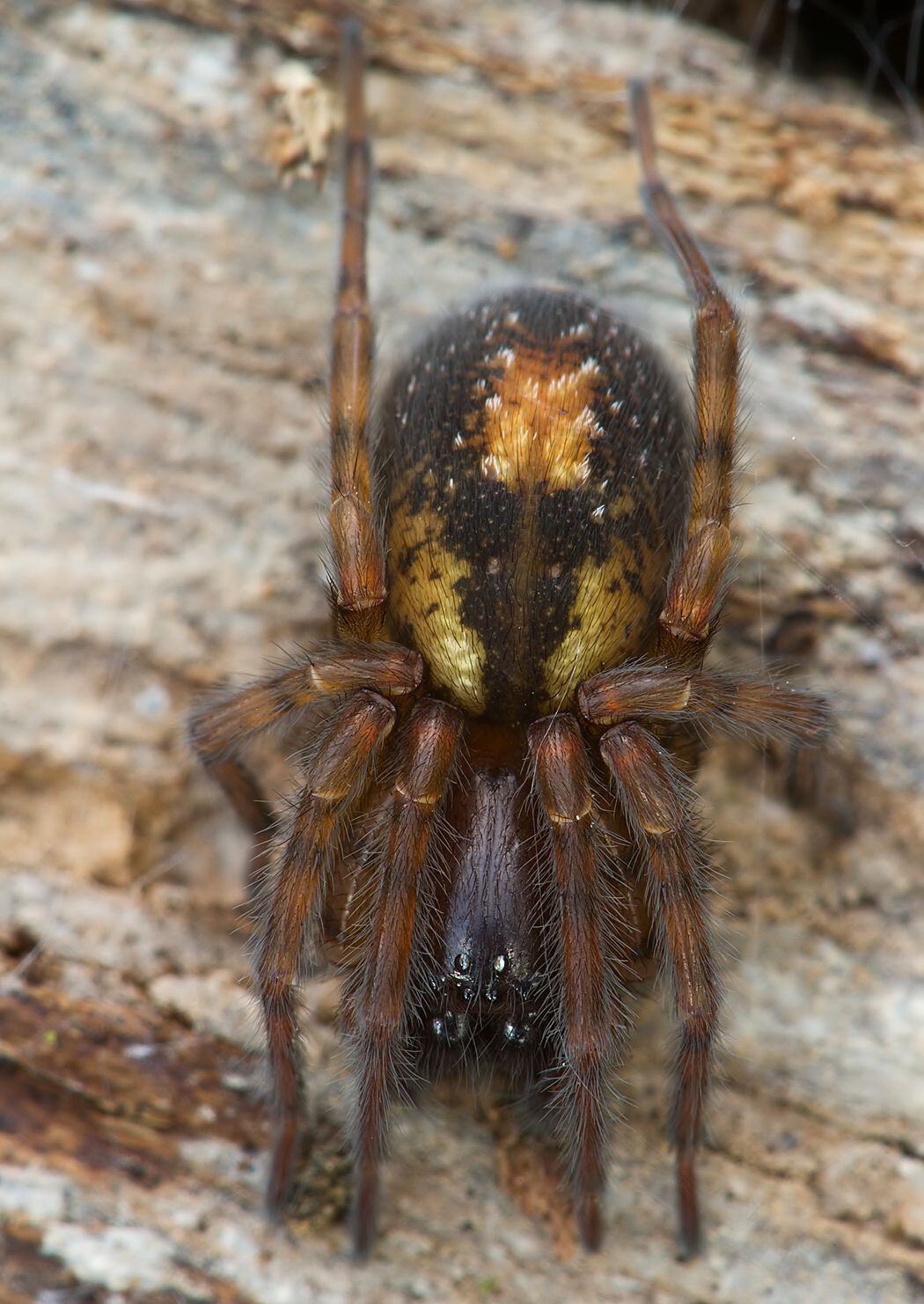 Amaurobius fenestralis 