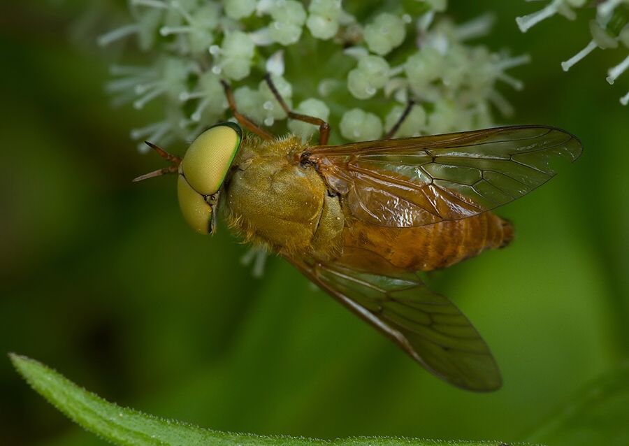 Silvius alpinus