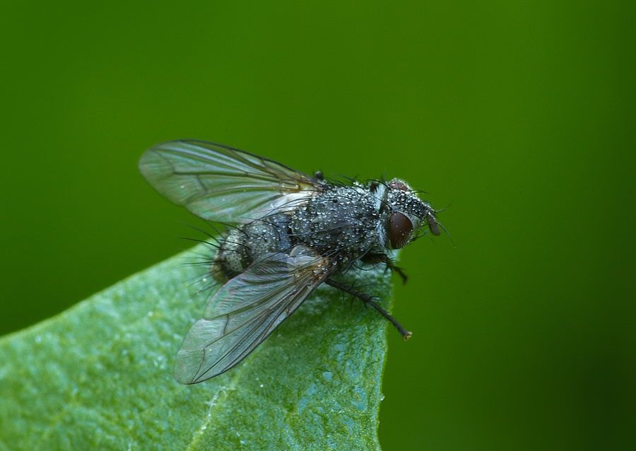 Ethilla aemula
