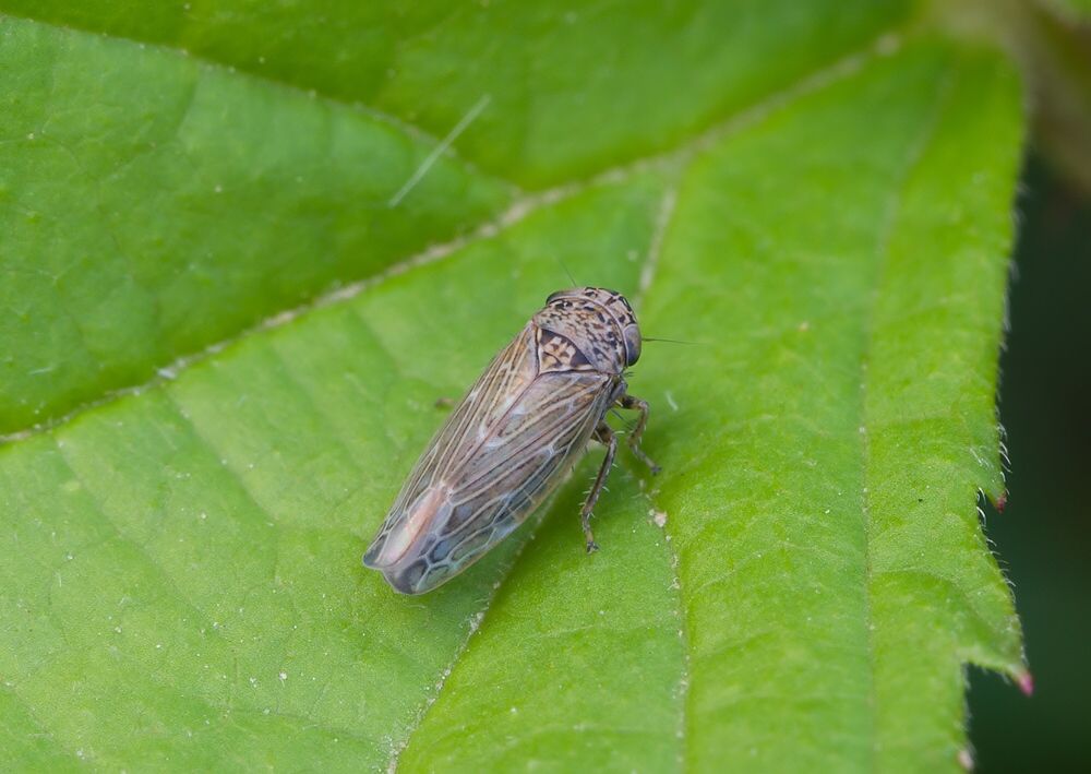 Ophiola decumana