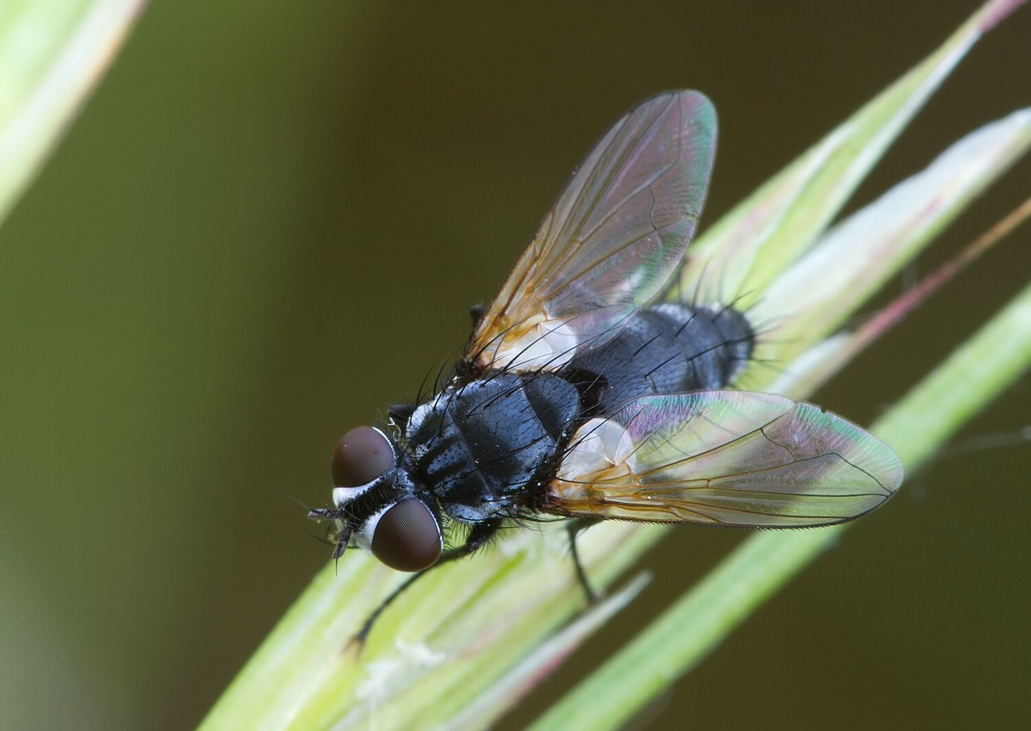 Labigastera forcipata