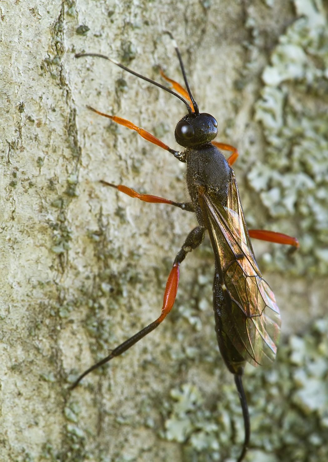 Stenarella domator