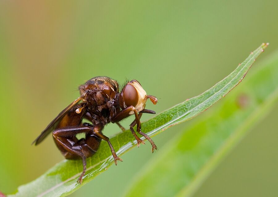 Sicus ferrugineus