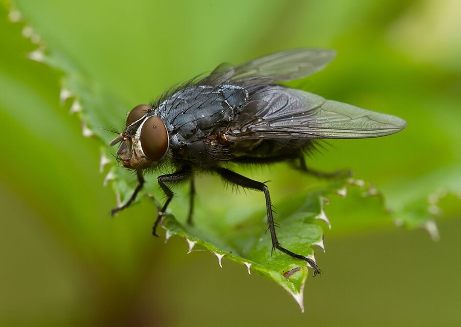 Calliphora vicina
