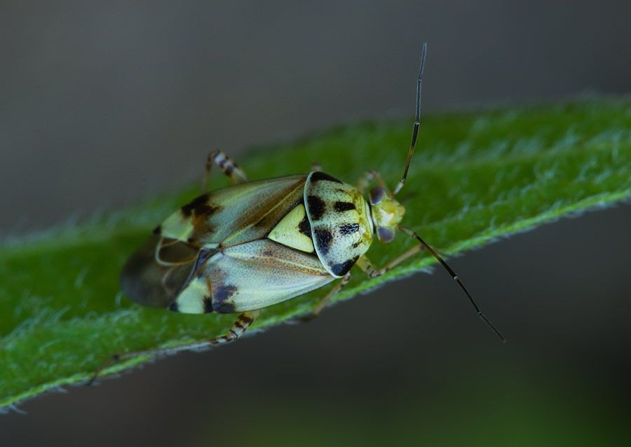 Lygus gemellatus